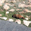 Yellow-bellied Marmot