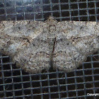 Moth