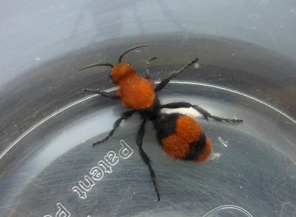 Spotting Image 1