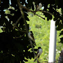 Loggerhead Kingbird