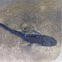 Plecostimus