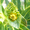 euphorbia