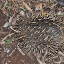 Echidna