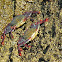 Red rock crab