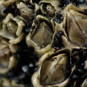 Acorn Barnacle