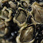 Acorn Barnacle