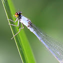 Yellow-faced sprite