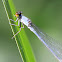 Yellow-faced sprite