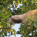 Tent caterpillar