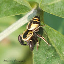 Wasp mimic Jumping Spider