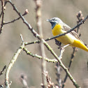 Grey Wagtail