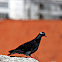Pombo