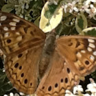 Hackberry emperor