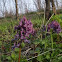 Corydalis
