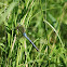 Emperor Dragonfly