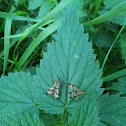 scorpionfly