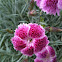 Dianthus