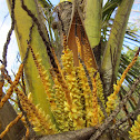 Coconut Palm