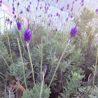 Munstead Lavender