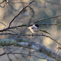 Marsh tit