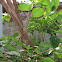 Some thorny Shrub