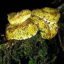 Eyelash Viper