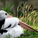 Australian Pelican