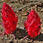 Snow Plant