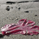 Red Algal