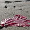 Red Algal