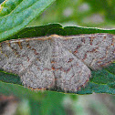Pannaria Wave Moth