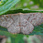 Pannaria Wave Moth