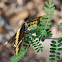 Giant Swallowtail