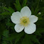Canada Anemone