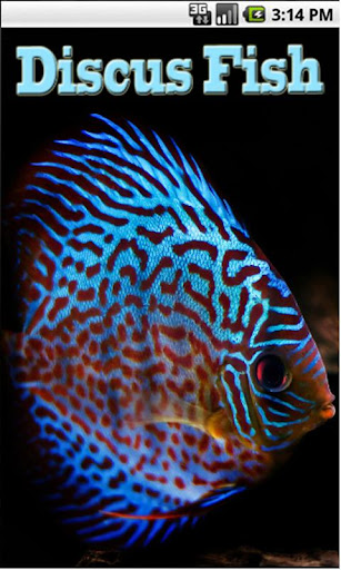 Discus Fish