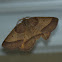 Yellow-washed Metarranthis