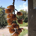 Orquidea