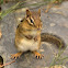 chipmunk