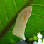 Plant hopper