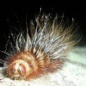 Catepillar
