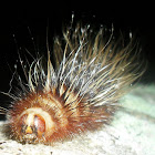 Catepillar