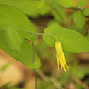 Perfoliate Bellwort