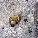 Caracol