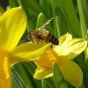 Buckfast Honeybee