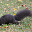 Black Squirrel