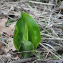 eastern skunk cabbage