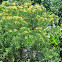 Senna Tree