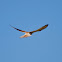 Nankeen Kestrel