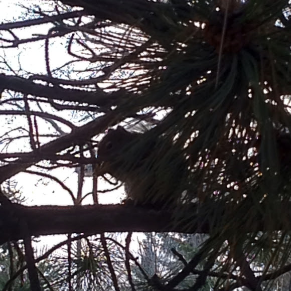 Spotting Image 1