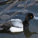Lesser Scaup
